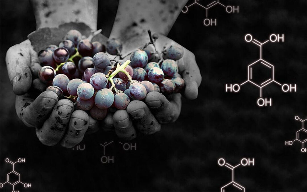 Los taninos del vino previenen y controlan el covid-19, descubren científicos de Taiwán