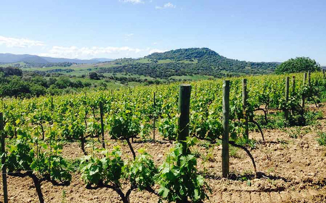 Vinos de Cádiz