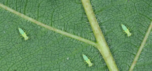 Mosquito verde